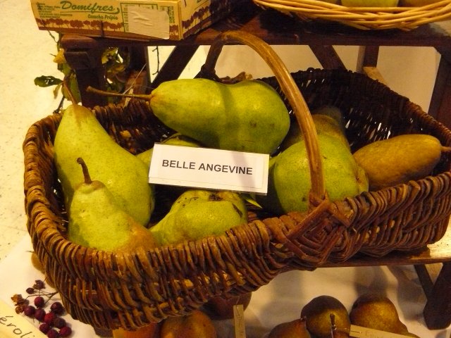 6 ajo 93gm belle angevine